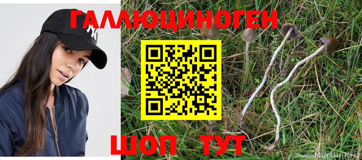Галлюциногенные грибы Psilocybe  где найти   Муравленко  Вход с VPN 